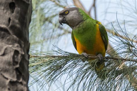 Borrowed from english parrot, from middle french perrot. Senegal Parrot | | Nature