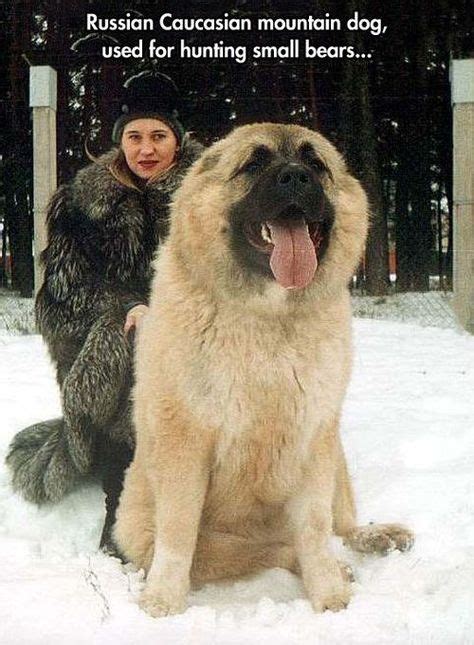 Siberian Mastiff Animals And Wildlife Pinterest Siberian Mastiff