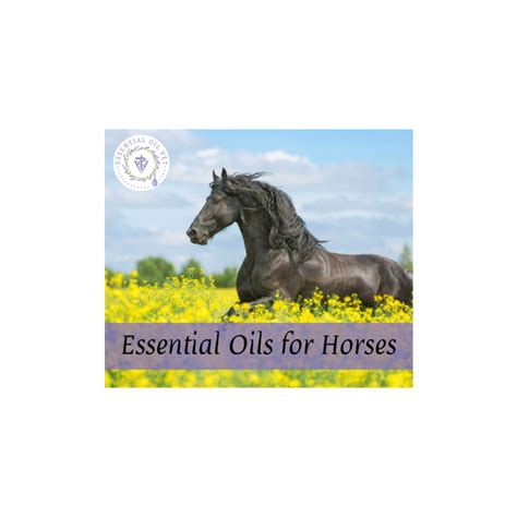 Essential Oils For Horses With Dr Janet Roark Dvm