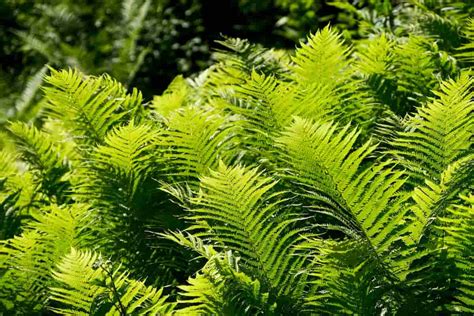 15 Cold Hardy Tropical Plants For Cold Climates