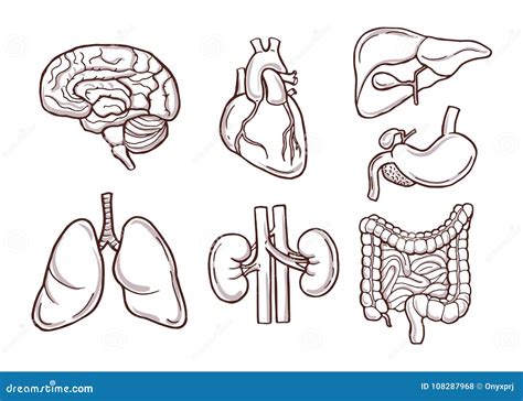 Ejemplo Dibujado Mano De órganos Humanos Imágenes Médicas Ilustración