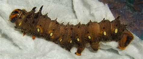 Brown Caterpillar Identification Guide With Photos Owlcation