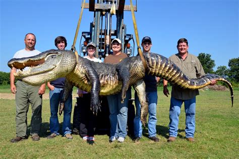 727 Pound Alligator One Of Two Massive Gators Caught In Mississippi