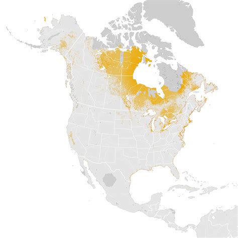 Herring Gull Abundance Map Pre Breeding Migration Ebird Status And