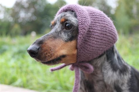 Knitting Pattern Mini Dachshund Dog Hat Dog Dachshund Etsy