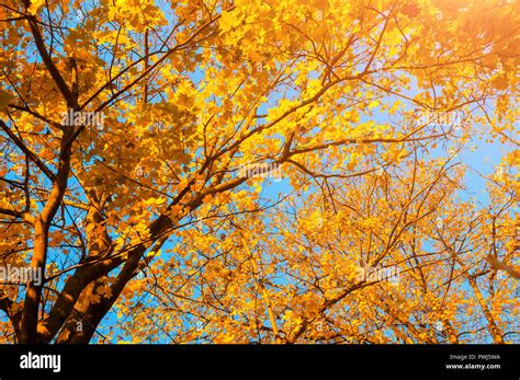 Autumn Trees Orange Autumn Trees Tops Against Blue Sky Autumn Natur