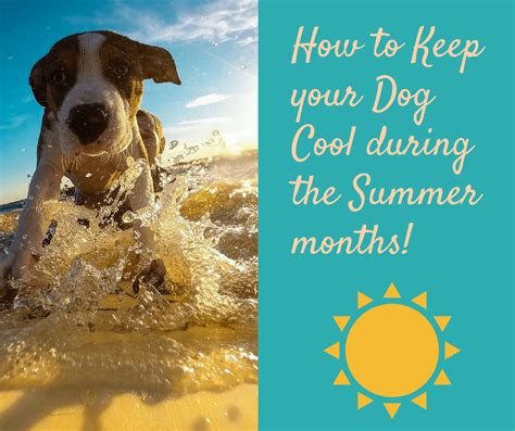 How To Keep Your Dog Cool In The Summer Keep Dog Cool During The