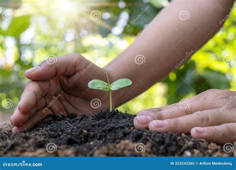 Trees And Human Hands Planting Trees In The Soil Concept Of