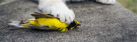 Once your cat has contracted fpv and lived to tell the tale, it is unlikely. Cats Indoors