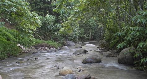 Kijang is a waterfall at kenaboi forest reserve in jelebu, about 60km south of kuala lumpur in negeri sembilan. Odonata of Peninsular Malaysia: Kenaboi Forest Reserve ...