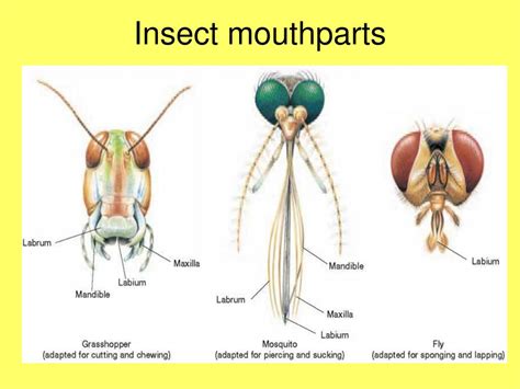 Ppt Chapter 36 Arthropods And Chapter 37 Insects Powerpoint