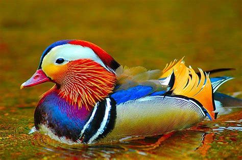 Sometimes we don't notice our surroundings and forget that we live on a wonderful planet. Amazing World & Fun: Beautiful Colorful Birds - Nature