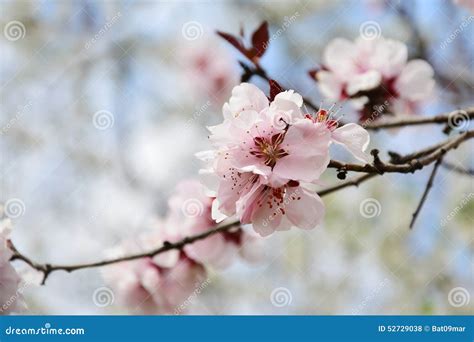 Pink Cherry Blossom Sakura On Tree Branch Stock Photo Image Of