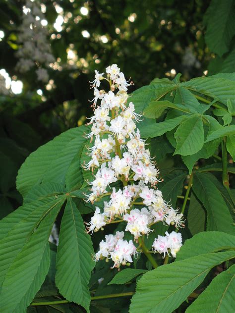 The stamen is clearly visible and curved slightly upwards. horse-chestnut tree blossom by RTyStock on DeviantArt