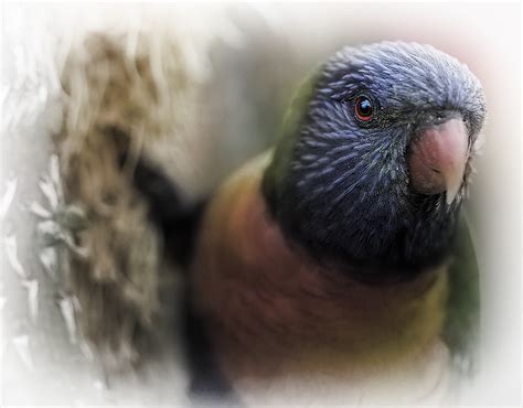 Parrot Alan Dougans Flickr