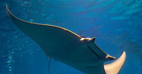Rare Manta Ray Nursery Uncovered In Texas Cnet