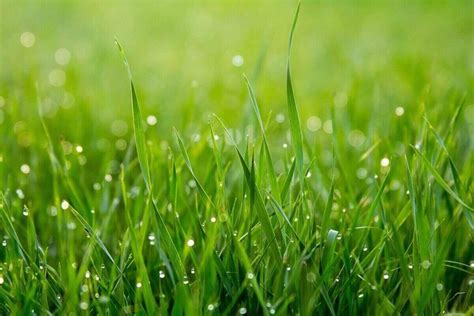 How To Grow Grass Fast Lawn Care Blog Lawn Love