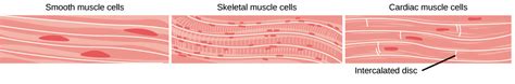 We did not find results for: Animal Development II: Gastrulation & Organogenesis ...