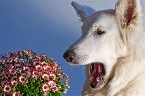 How To Tell If Your Dog Has Seasonal Allergies Pango Pets