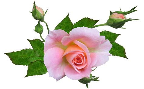 Flower Rose Pink Free Photo On Pixabay Pixabay