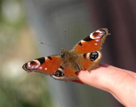 Warum Schmetterlinge In Gefahr Sind