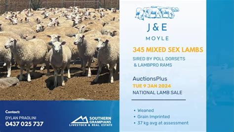 lot 792 345 mixed sex lambs auctionsplus