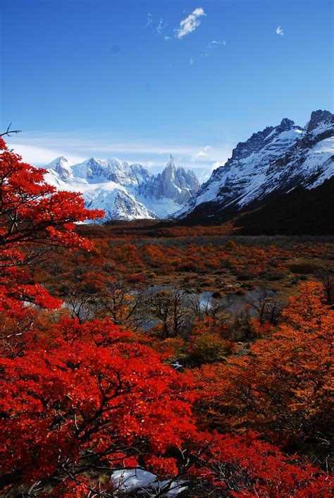 Cerro Torre And Autumn Leaves ~ El Chaltén Parque Nacional Los