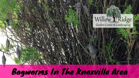 Termite control walnut creek works on keeping those roaches away. Bagworms In The Greater Knoxville Area | Willow Ridge ...