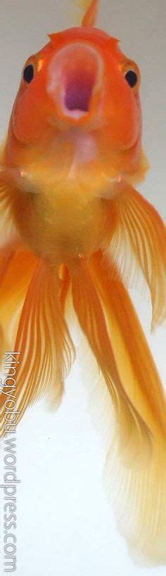12 Fantail Goldfish Ideas Goldfish Fantail Goldfish Beautiful Fish