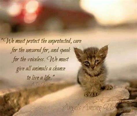17 Best Images About Cute Kittens On Pinterest Baby