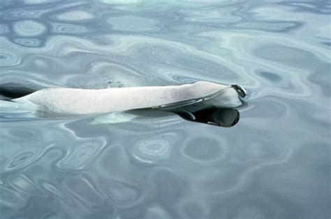 Singing For Their Supper Why We Need To Help Endangered Belugas In The