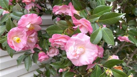 April Remembered Cold Hardy Camellia Youtube