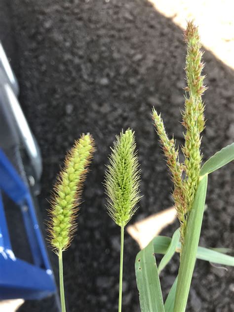 Yellow Foxtail A Weed To Watch Top Crop Managertop Crop Manager