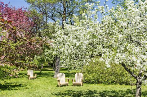 So a reasonable list to choose from! 24 Delicious Backyard Fruit Tree Ideas