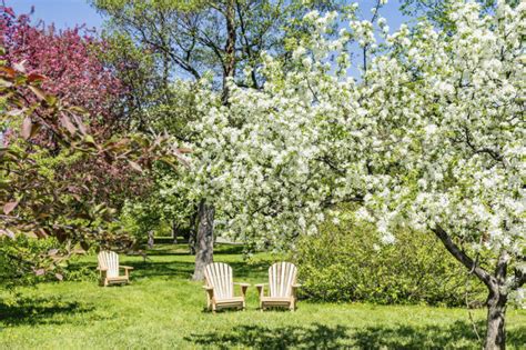 Apricot trees are very compact, growing slightly above one meter for ten years or so. 24 Delicious Backyard Fruit Tree Ideas
