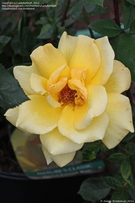 Plantfiles Pictures Hybrid Tea Rose Oregold Rosa By Ladyashleyr