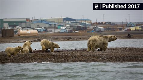 Human Driven Global Warming Is Biggest Threat To Polar Bears Report