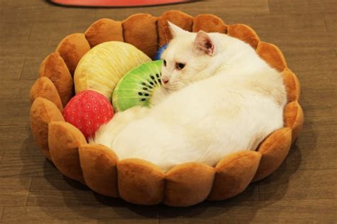 Instagram in japan is filled with customers who love their fruit tart pet beds フルーツタルトの具になってスヤスヤ寝るだけでかわいい猫用クッションが『フェリシモ猫部』から新登場｜株式会社フェリシモ ...