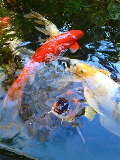 Do you want a fish pond designed into a natural setting, landscaped right into your backyard? koi in the Japanese style water garden at Marie Selby ...