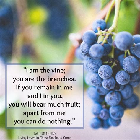 I Am The Vine You Are The Branches John 155 Verses For Cards
