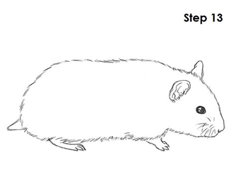 How To Draw A Hamster