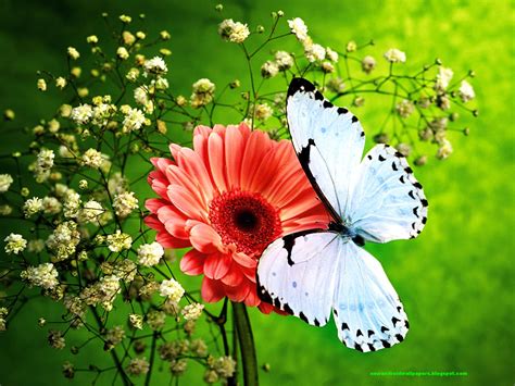 Beatiful Butterflfy On Flowers Wallpapers 2013 Hd For Android And