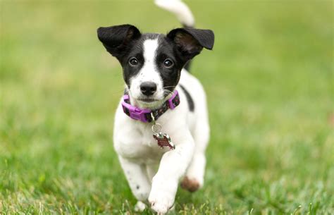 He may be small, but what the jack russell terrier lacks in size, he more than makes up for in energy. Adopting a Jack Russell Terrier