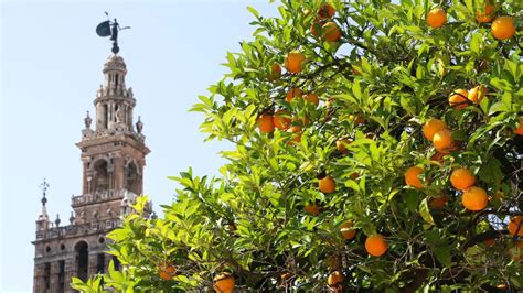 12 Ways To Say Orange In Spanish Along With Other Colors In The Red