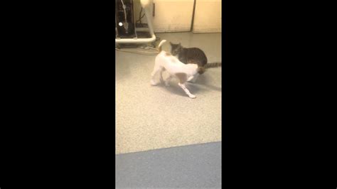 Puppy Meets Kitten For First Time Youtube