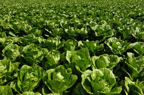 Closeup Of Romaine Lettuce Growing On Farm Stock Photo Download Image