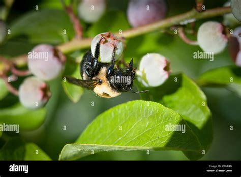 Blueberry Bee Hi Res Stock Photography And Images Alamy