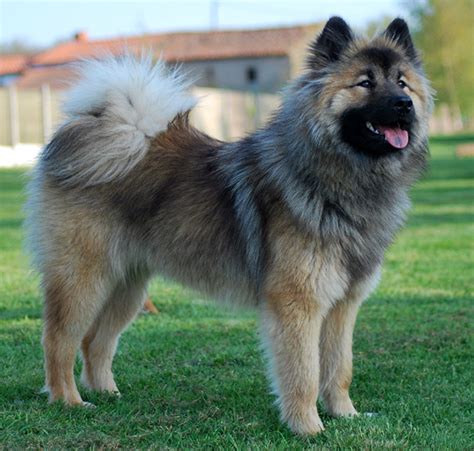 Train euasy has stalled at walong siding. Eurasier: origini, prezzo, caratteristiche e allevamenti ...