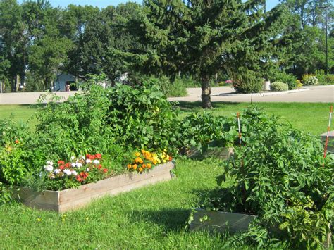 Here, the gardener built wooden boxes for their patio and planted them with tomatoes. Community Garden
