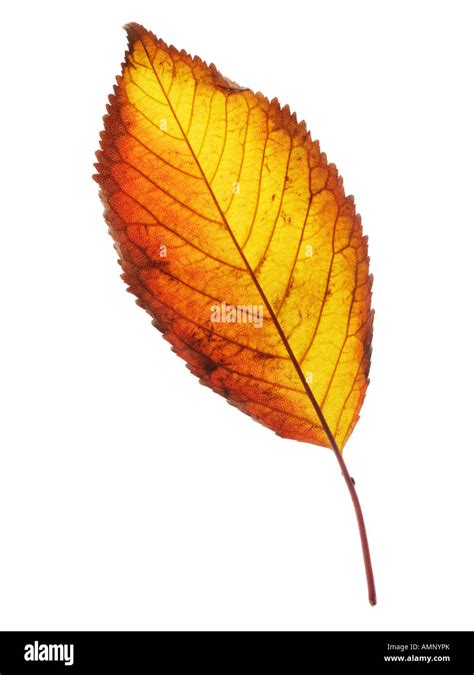 Autumn Leaf Single Fall Leaf Against White Natural Colors And